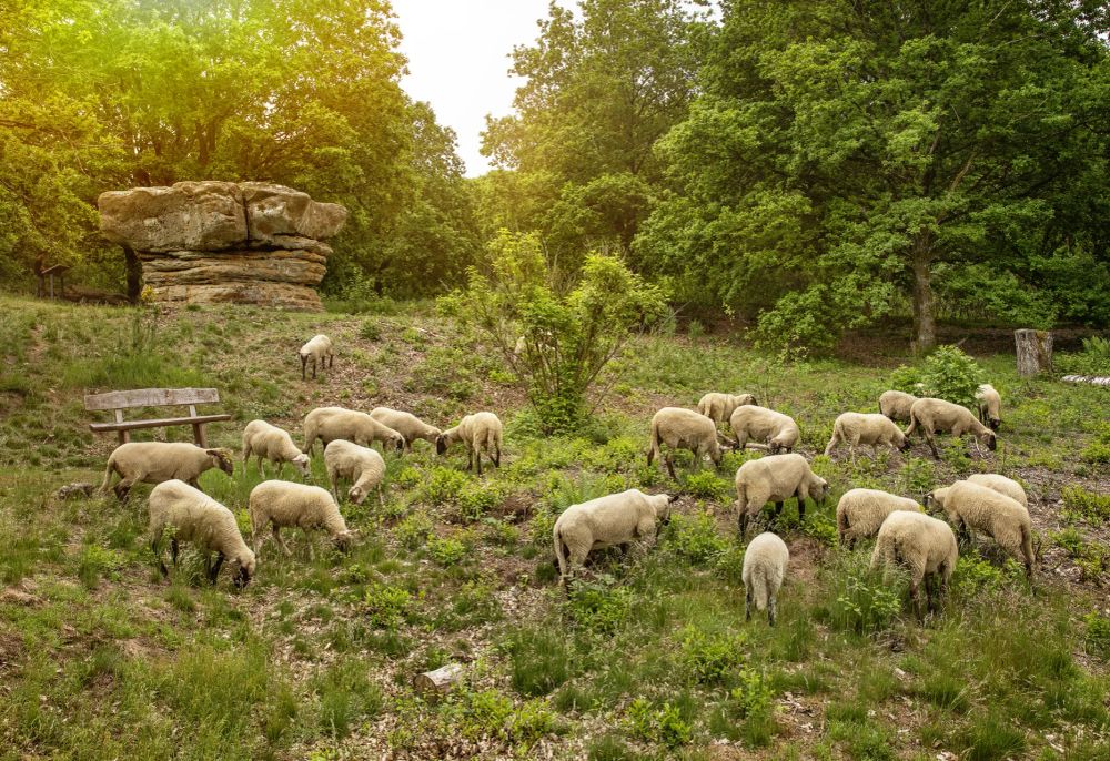 Die Felsformation "Champignon" mit Schafen auf der Wiese