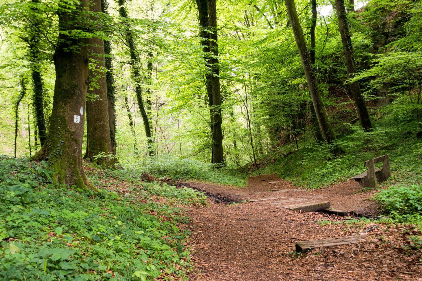 Sentier local C2 au printemps