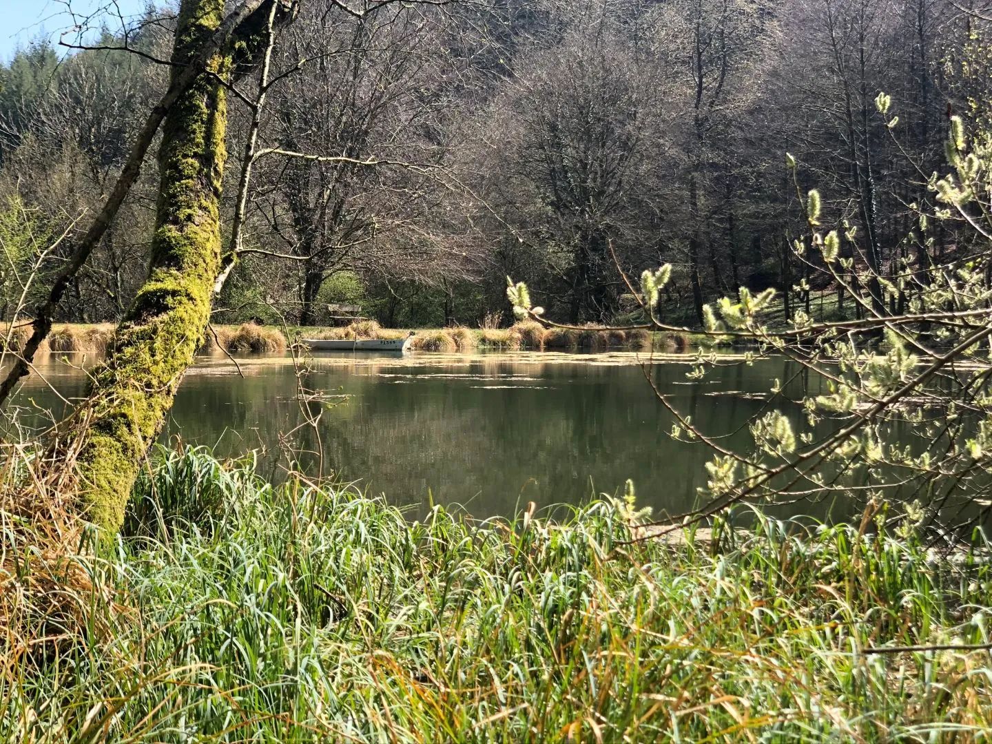 The fishpond in Fischbach