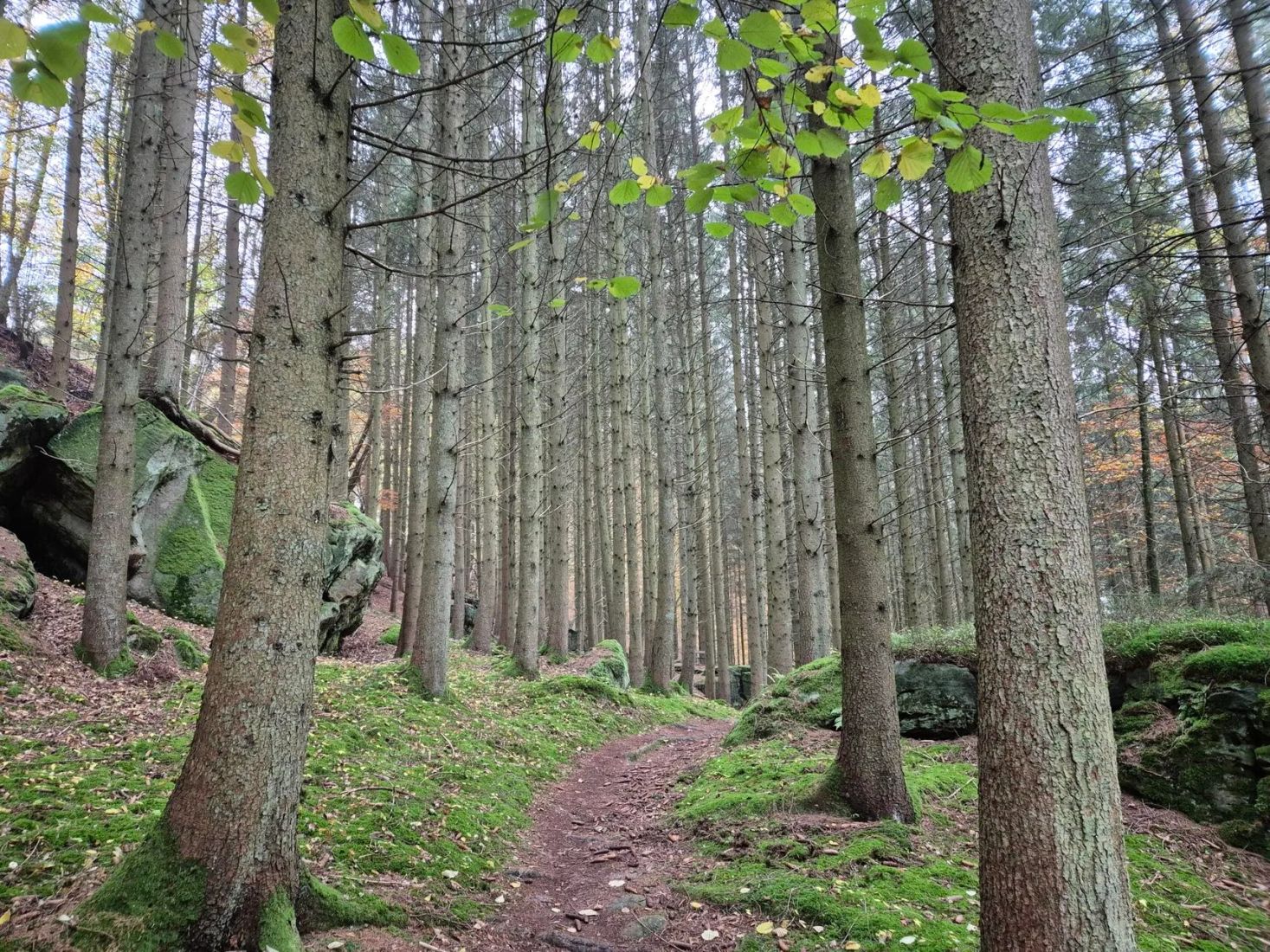 Sentier de randonnée à travers le paysage forestier rocheux de la Région Mullerthal.