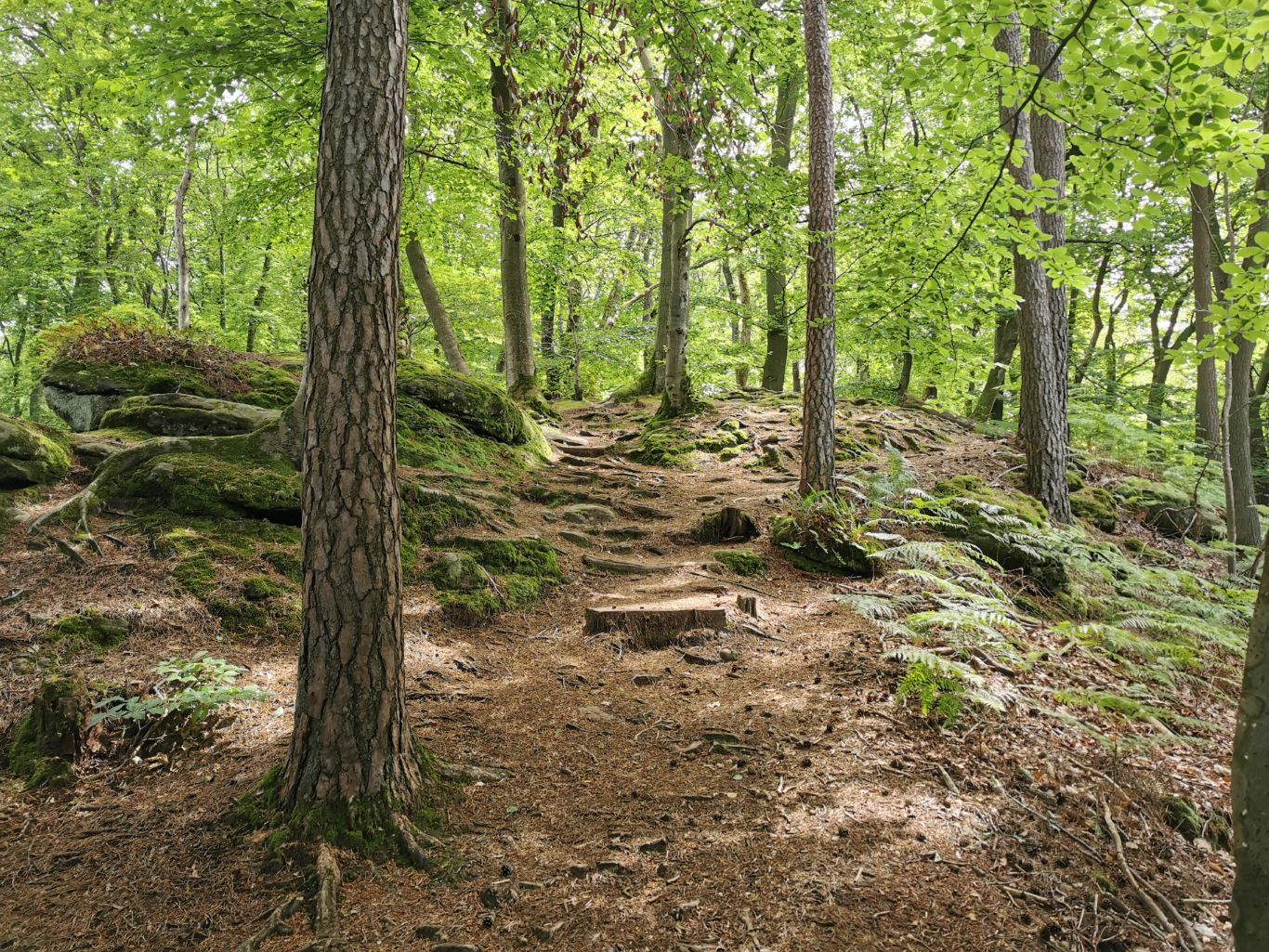 Forest scenery on the Extra Tour A.