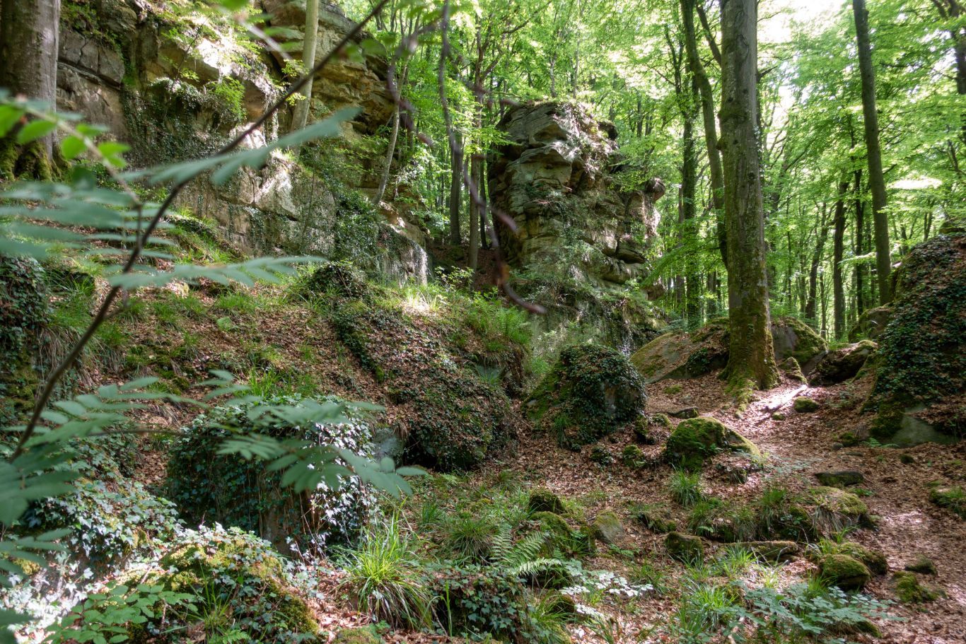 Local hiking path C6 in spring