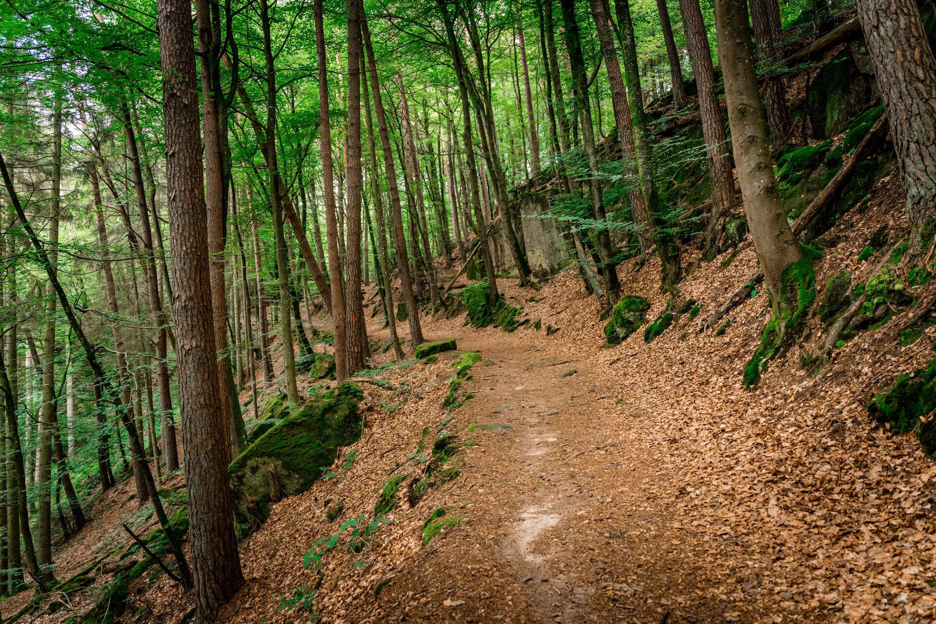 Waldweg bedeckt mit Herbstlaub.