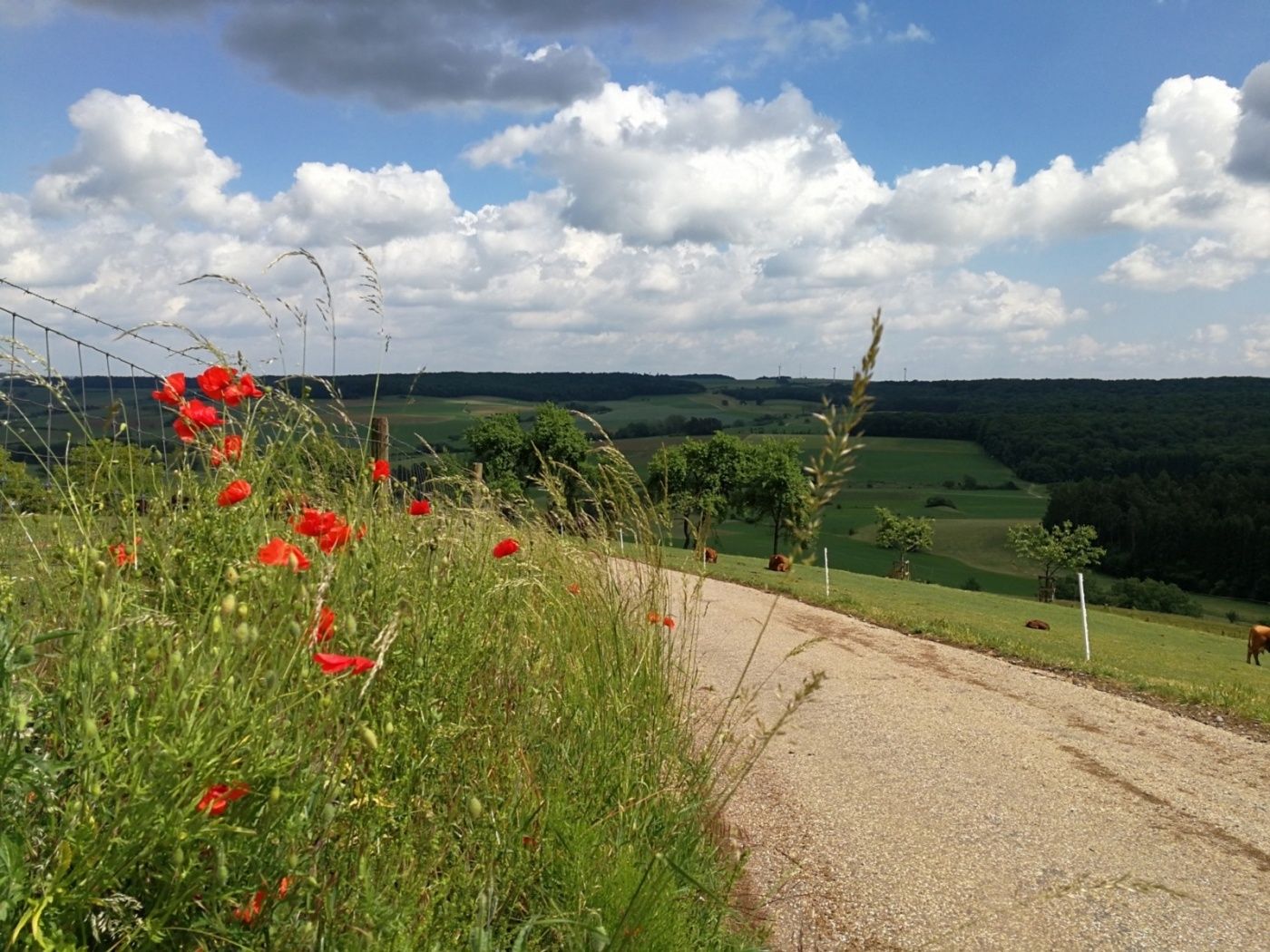 Sentier local - R9 - Mullerthal